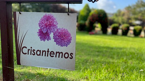 Crisantemos