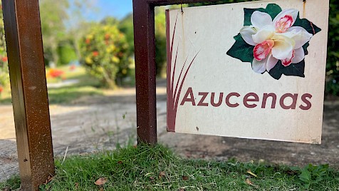Azucena / Bonsái